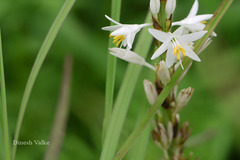 Chlorophytum glaucum